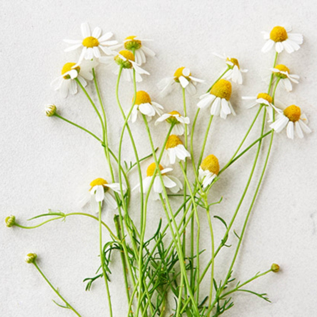 Image of chamomile flowers which make up Substance baby lip and cheek balm.